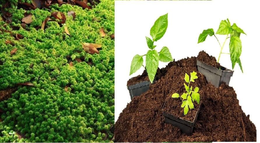 How to Use Soil Amendments-Sphagnum Peat Moss